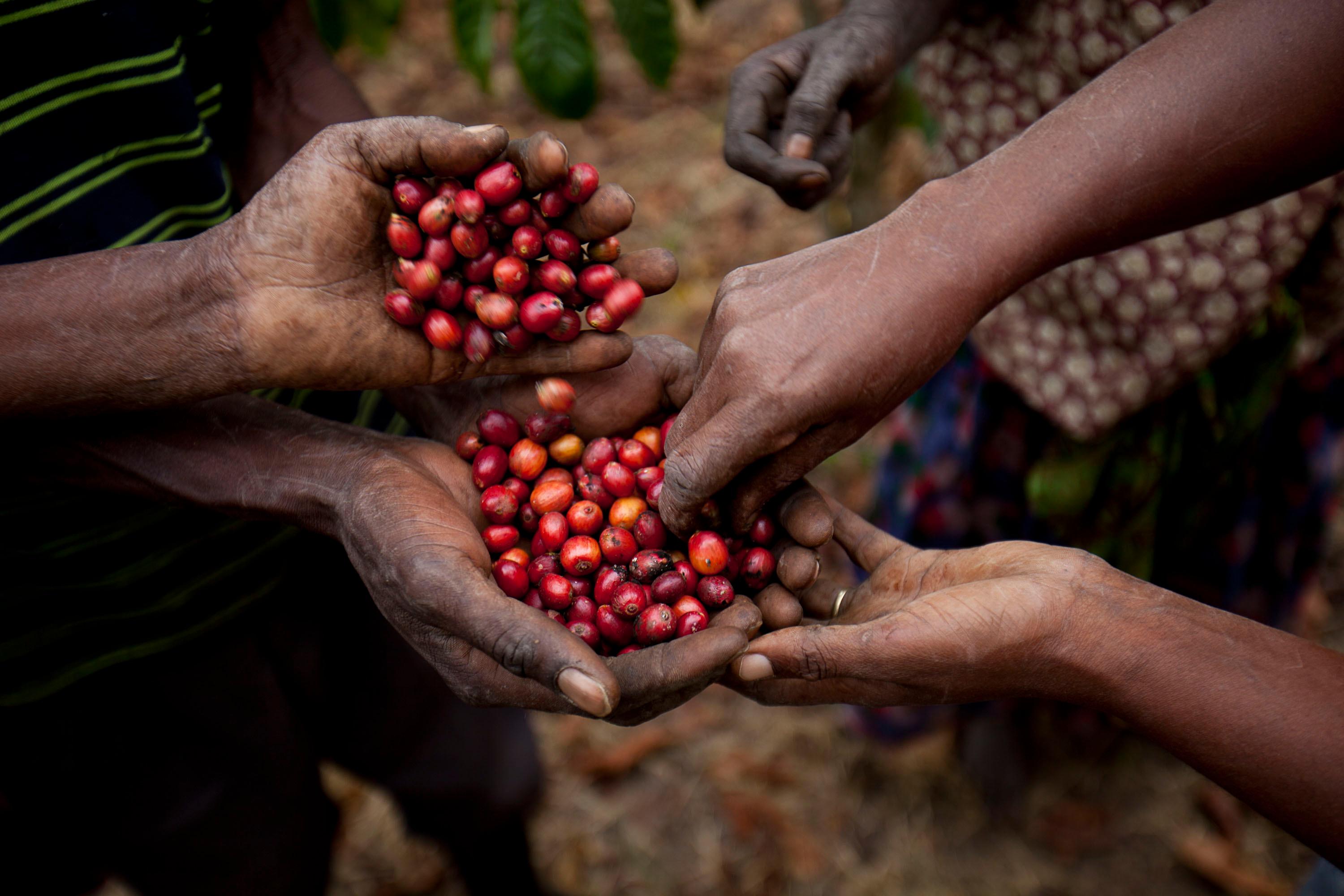 The Economics of Coffee and Cocoa Markets